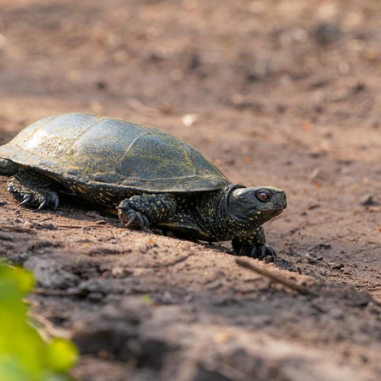  mud turtle native