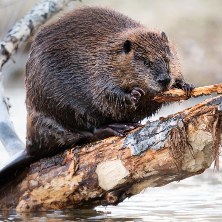  beaver