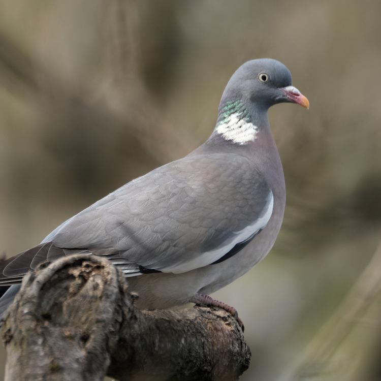  dove native