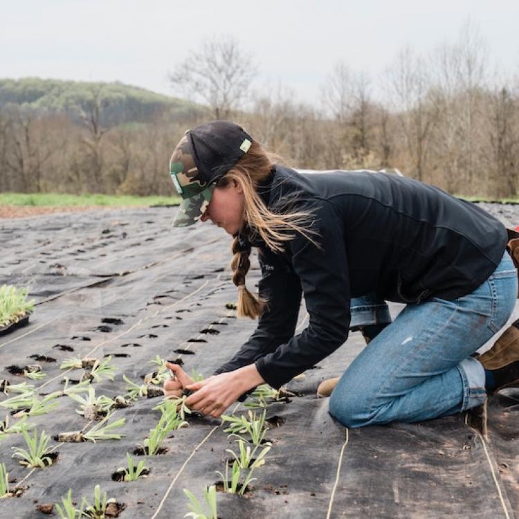  Horticulture planting picture